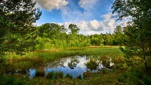Waldlandschaft mit Spiegelung im Wasser