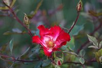 Wildrose