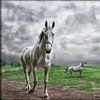 Witte paarden in Hollands landschap van Marcel van Balken