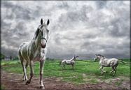 Witte paarden in Hollands landschap van Marcel van Balken thumbnail