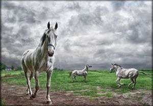 Witte paarden in Hollands landschap van Marcel van Balken