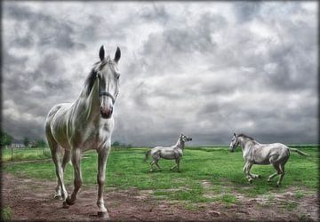 Weiße Pferde in der Weide