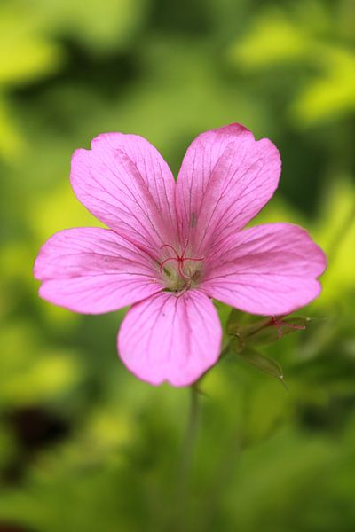 Flower in botanical garden by Zoë Golsteijn