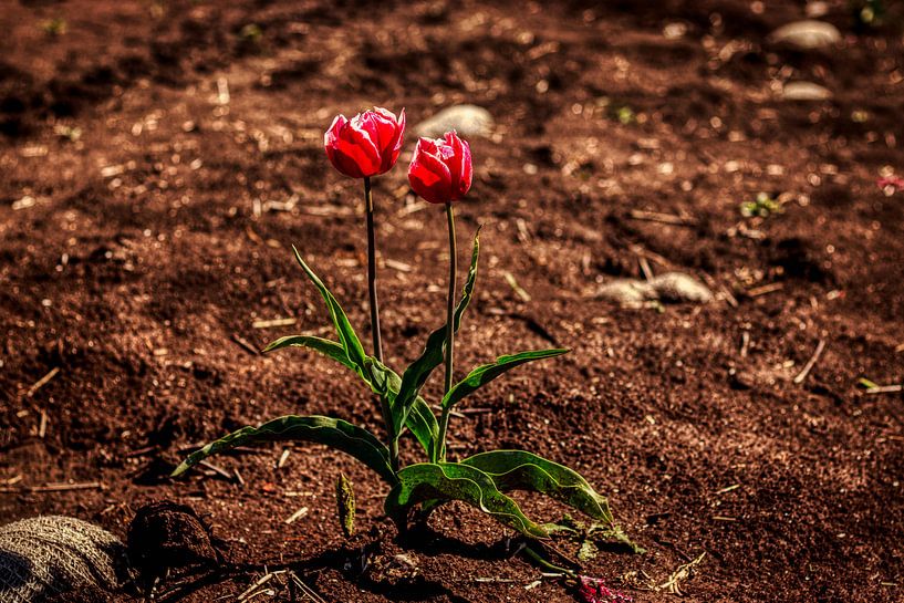 Wild Tulips on the Veluwe by Liberty Biesma