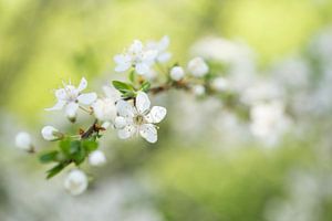 Blossomtime ! (la belle floraison du prunellier sur fond vert)