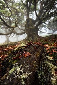 Der Monsterbaum