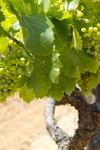 Druivestokken in een wijngaard in Zuid-Frankrijk (3)