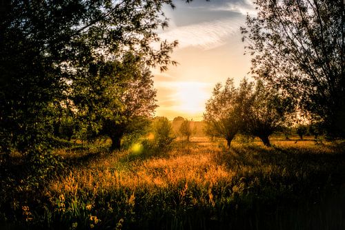 Sunset in the Goudse Hout // Groene Hart, The Netherlands