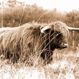 Highlander écossais sur Reint van Wijk