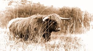 Scottish Highlander by Reint van Wijk