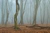 Dansende bomen in het Speulderbos van Raoul Baart thumbnail