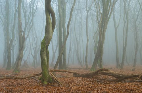 Arbres dansants dans le Speulderbos