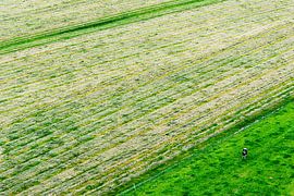 Lonely cow seen from above by Paul Teixeira