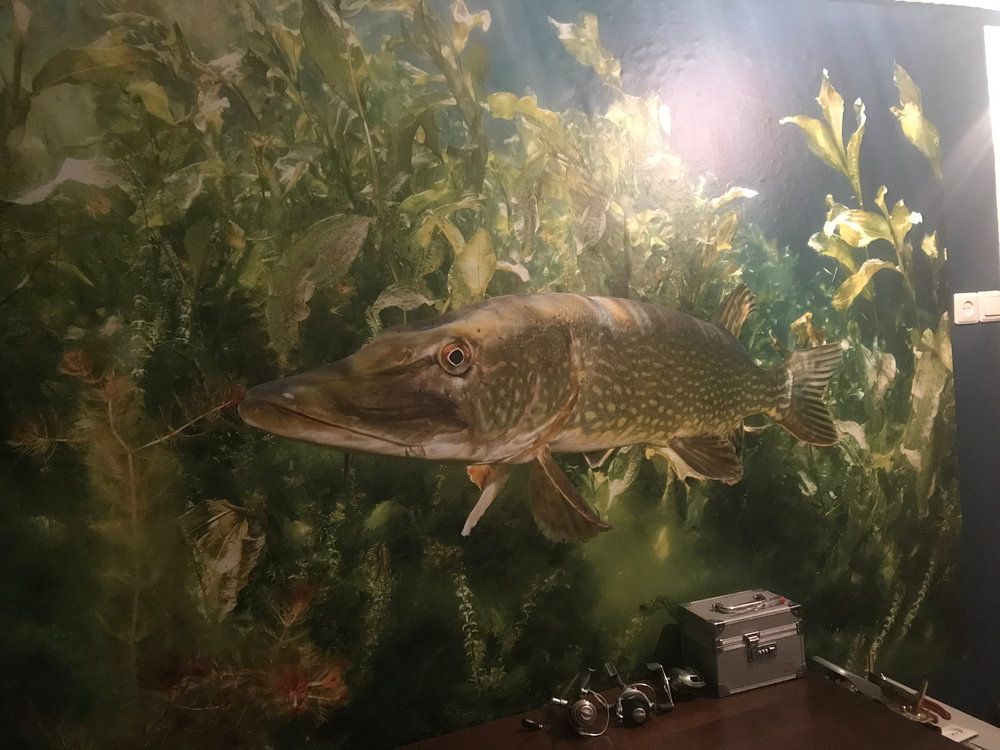 Pike in the pond of Ekeren  by Filip Staes 