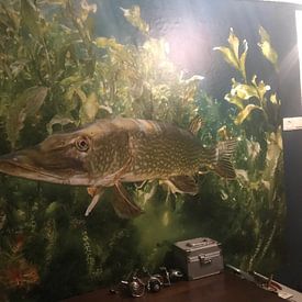Customer photo: Pike in the pond of Ekeren by Filip Staes