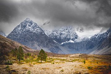Tundra im Schatten der Giganten von Sam Mannaerts