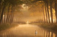Zwaan in het gouden uurtje