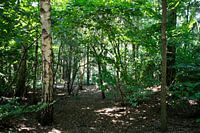Die Natur entdecken in einem Waldgebiet im Emsland, Niedersachsen, Deutschland
