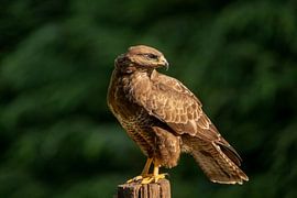 Buizerd in het ochtendlicht