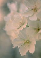 Blüte #3