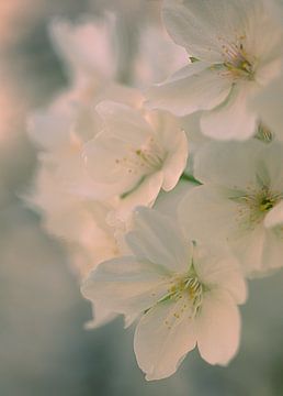 Blossom #3 by tim eshuis