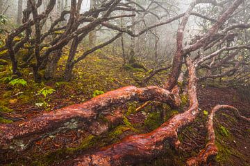 Foggy forest in China by Chris Stenger