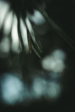 Naalden van een naaldboom van Jan Eltink