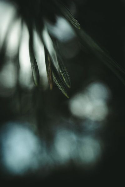 Needles from a coniferous tree by Jan