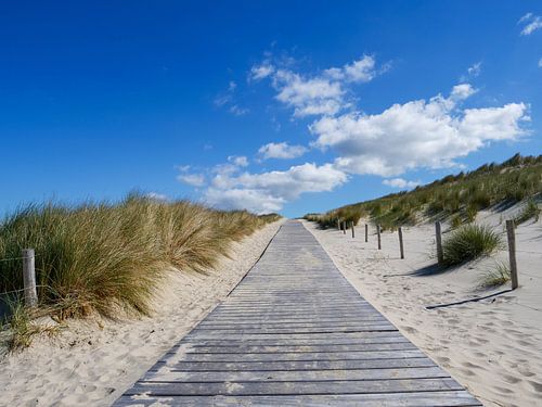 Dune path in Petten aan zee