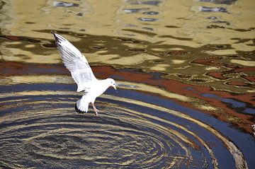 AKROBATEN 1 von Miroslav Ptacek