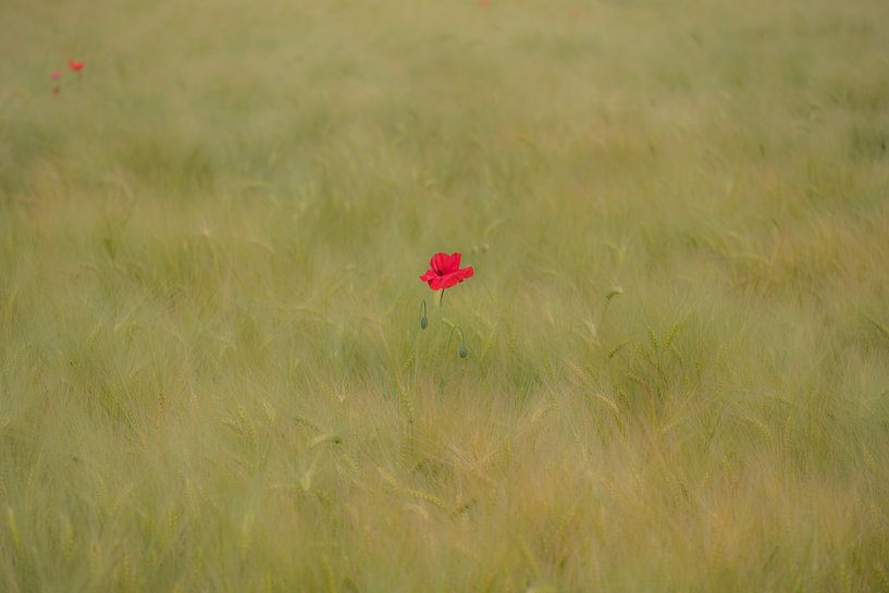 Poppy in a cornfield by Moetwil en van Dijk - Fotografie