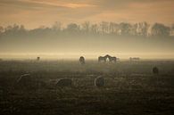 a sunny but misty afternoon on the Delleboer heath. by Thea De Jong thumbnail