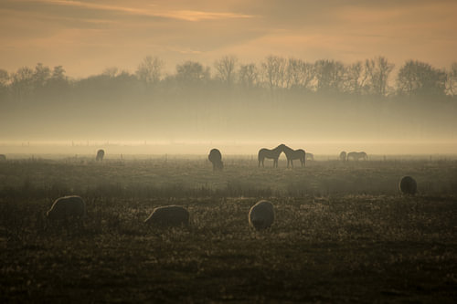 a sunny but misty afternoon on the Delleboer heath.