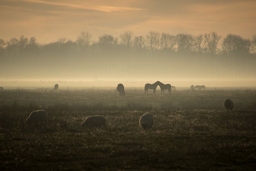 a sunny but misty afternoon on the Delleboer heath. by Thea De Jong