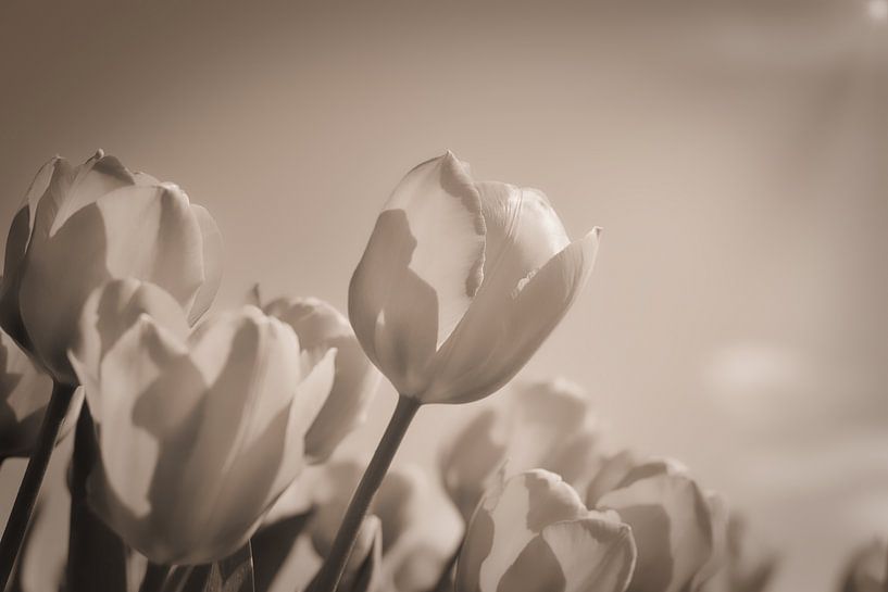 Tulpenveld van WeVaFotografie