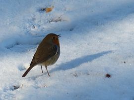 Roodborstje in sneeuw by Angelique Roelofs
