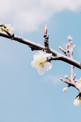 Blossom of plum tree