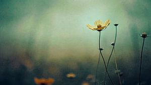 Nostalgic Nature No 8