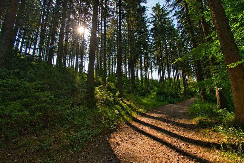 Forêt-Noire mystique par Tanja Voigt