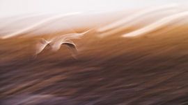 Möwe abstrakt von Linda Raaphorst