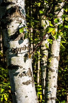 Birch logs by Dieter Walther