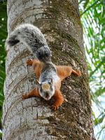 Squirrel 
