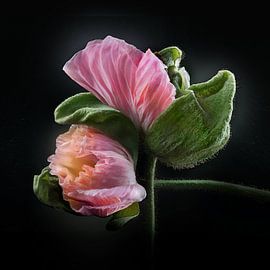 Mohnblumen - Flucht Nr. 10