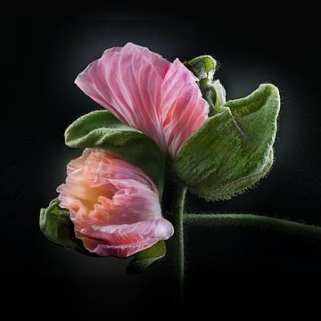 Poppies Escape No 10 van Jo van den Berg