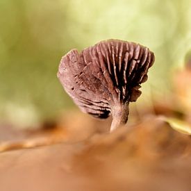 Pilze in frischen Farben von Stefan Wiebing Photography