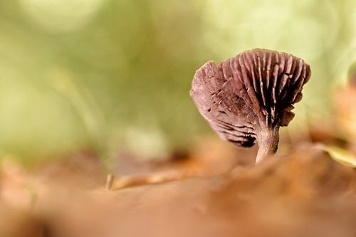 Paddenstoel in frisse kleuren
