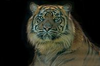 Tiger, einen Porträt von Gert Hilbink Miniaturansicht