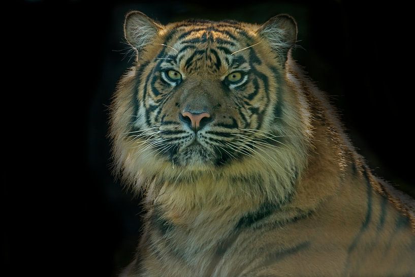 Tiger, einen Porträt von Gert Hilbink