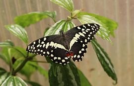 Zitrus-Schwalbenschwanz von Matthias Brix