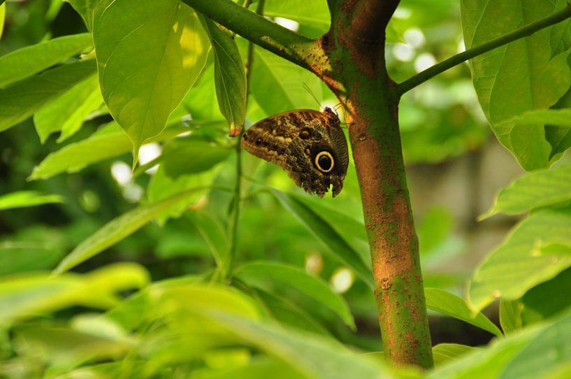 vlinder Butterfly by Diana Edwards